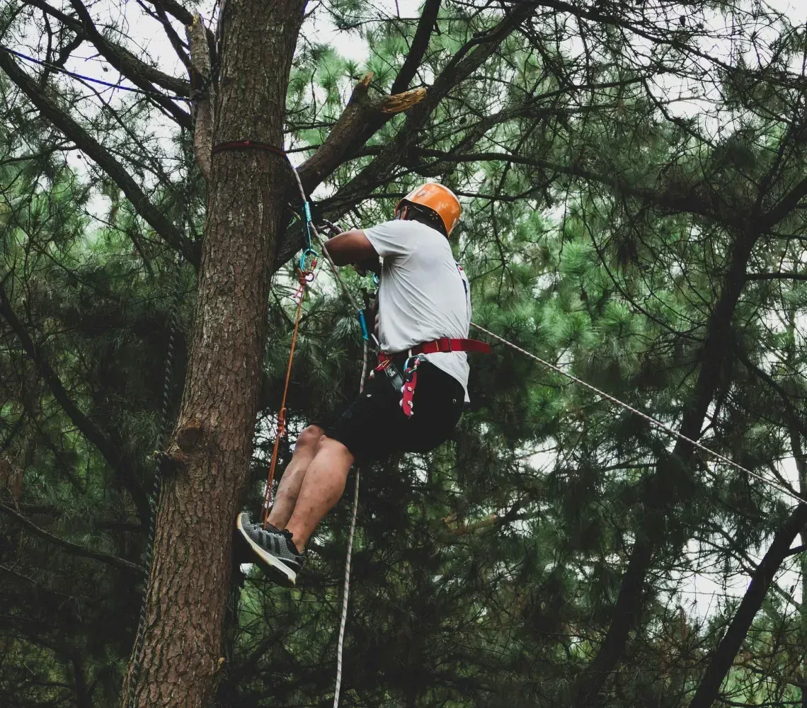 Person rock climbing on a rope among tall trees in a wooded area