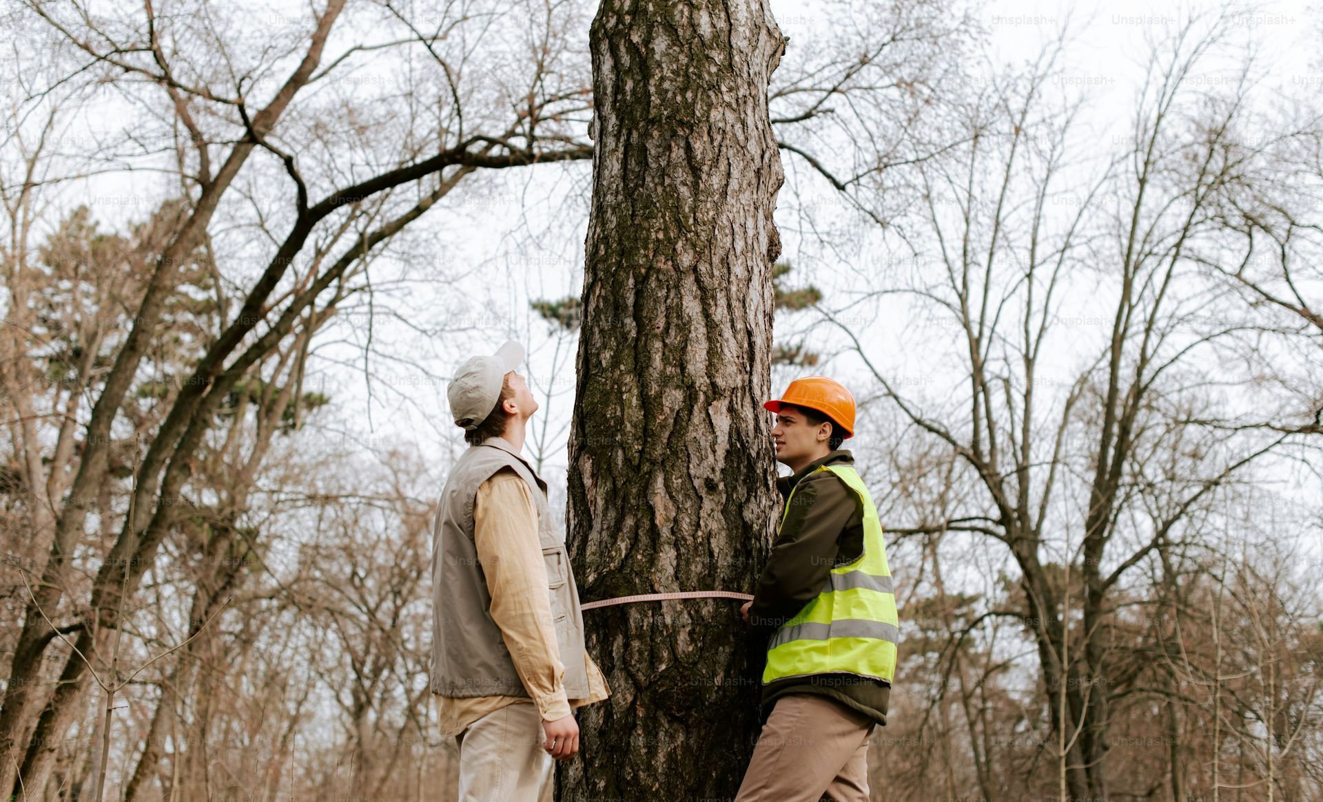 Two people inspecting a large tree in a leafless forest, one holding a measuring tape.