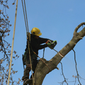 Worker in a yellow hard hat cutting a tree branch with a chainsaw against a blue sky