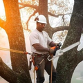 Worker using a chainsaw while secured in a harness on a tree in foggy woods