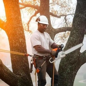 Worker using a chainsaw while secured in a harness on a tree in foggy woods