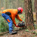 Worker in orange and blue gear using a chainsaw to cut a tree in a forest