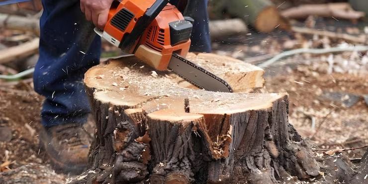 Chainsaw cutting into a tree stump outdoors, with wood chips flying.