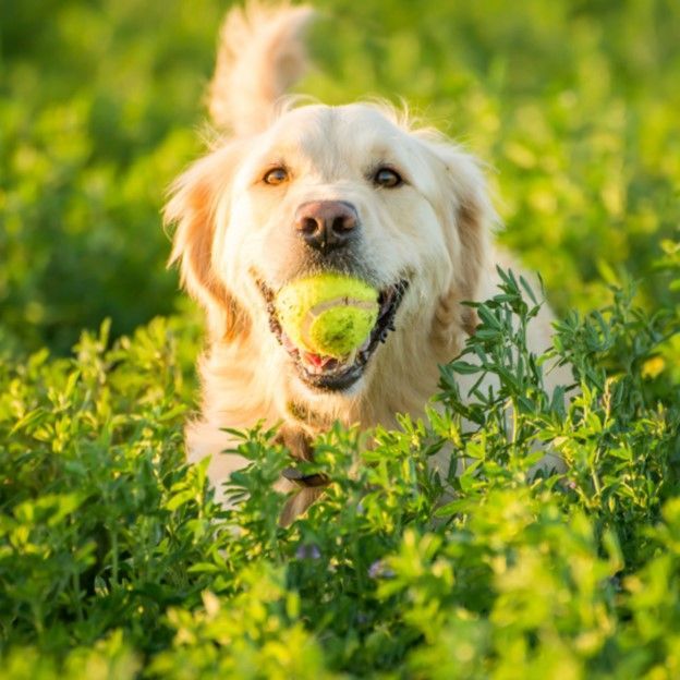 Golden retriever running through green grass with a tennis ball in its mouth