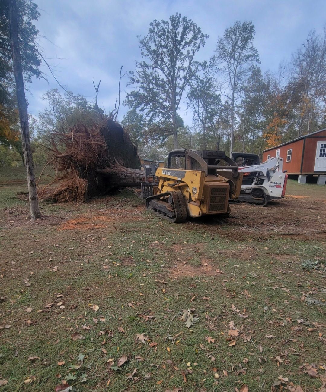 Yellow skid steer moving a large uprooted tree in a yard beside a red house, autumn trees in background
