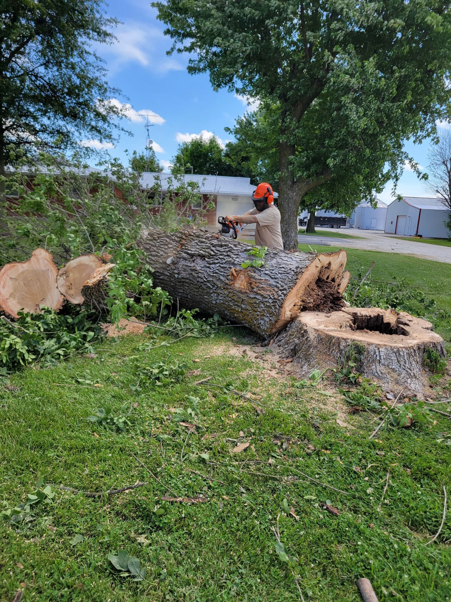 Worker standing on a large fallen tree trunk in a grassy yard near houses and trees