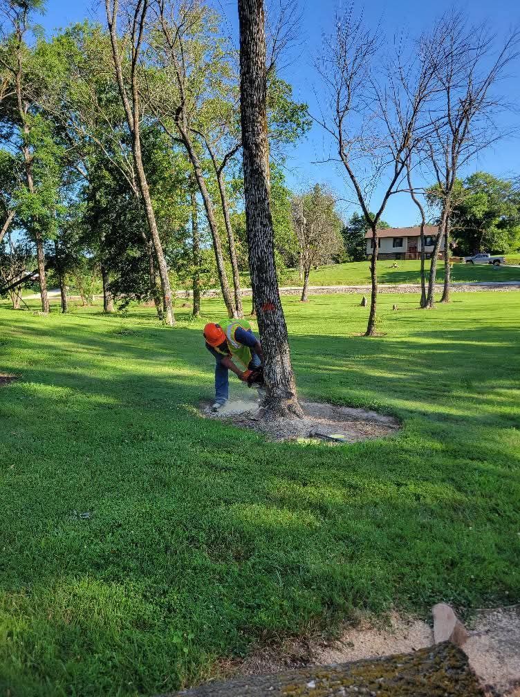 Person in orange shirt working around a tree in a sunny park with green grass and other trees