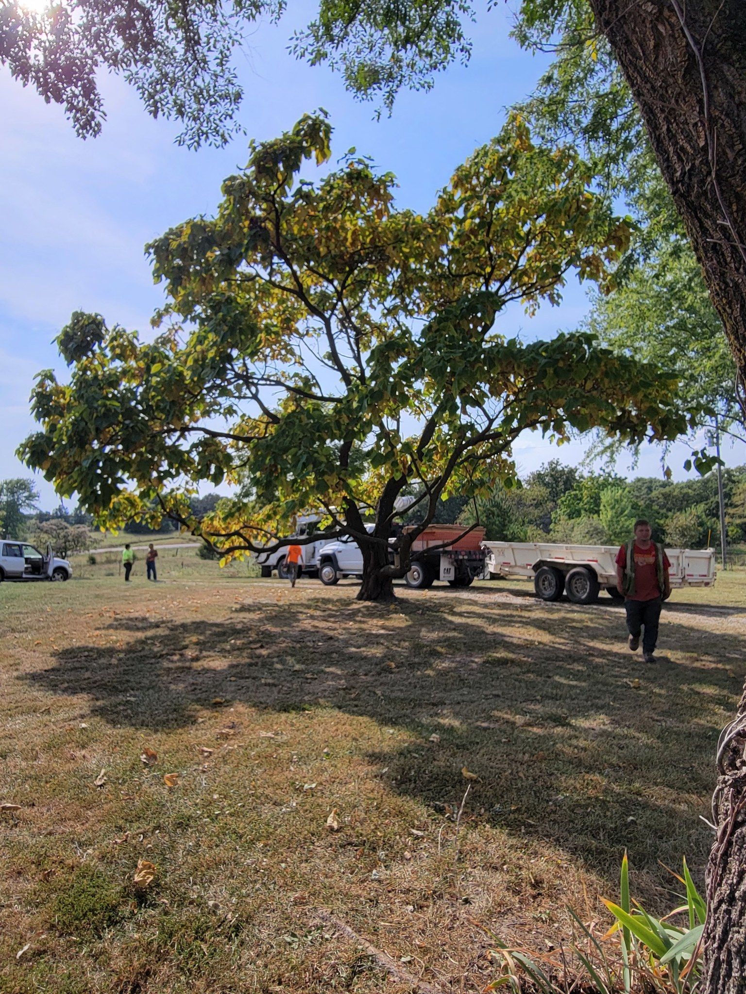 A large tree shading a park area with people, parked vehicles, and trailers on a sunny day.