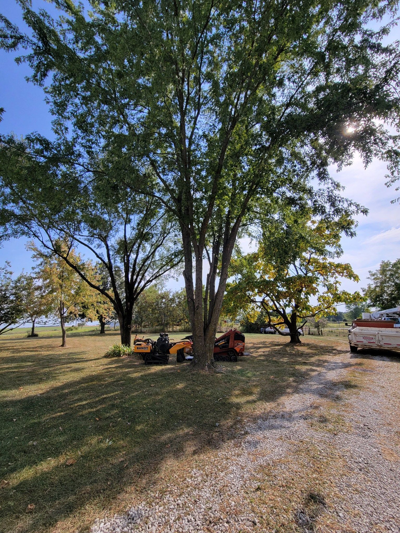 People sitting under large trees in a sunny park beside a gravel path and parked car