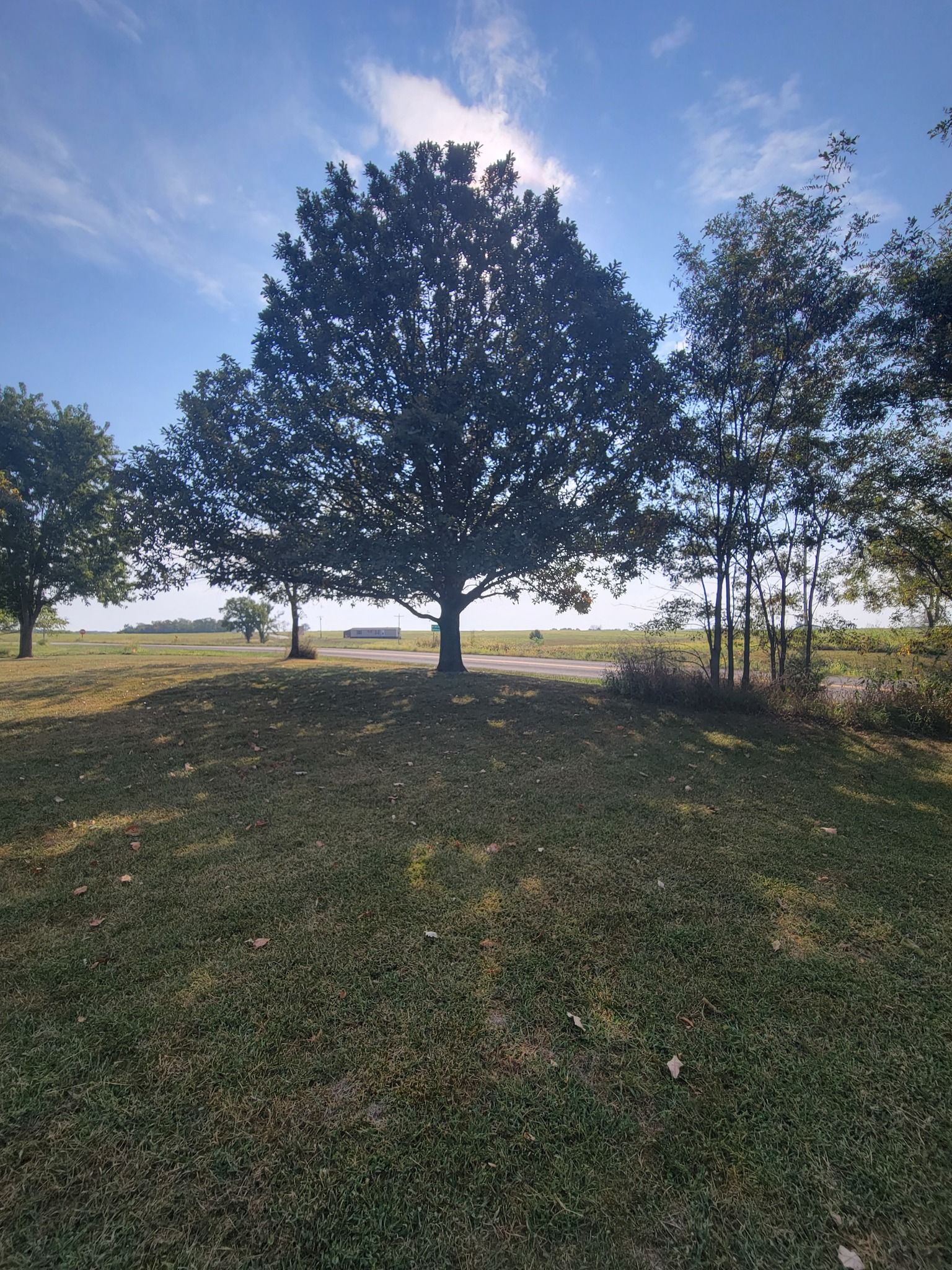 Large leafy tree in a grassy field at sunrise, with a blue sky and scattered clouds.