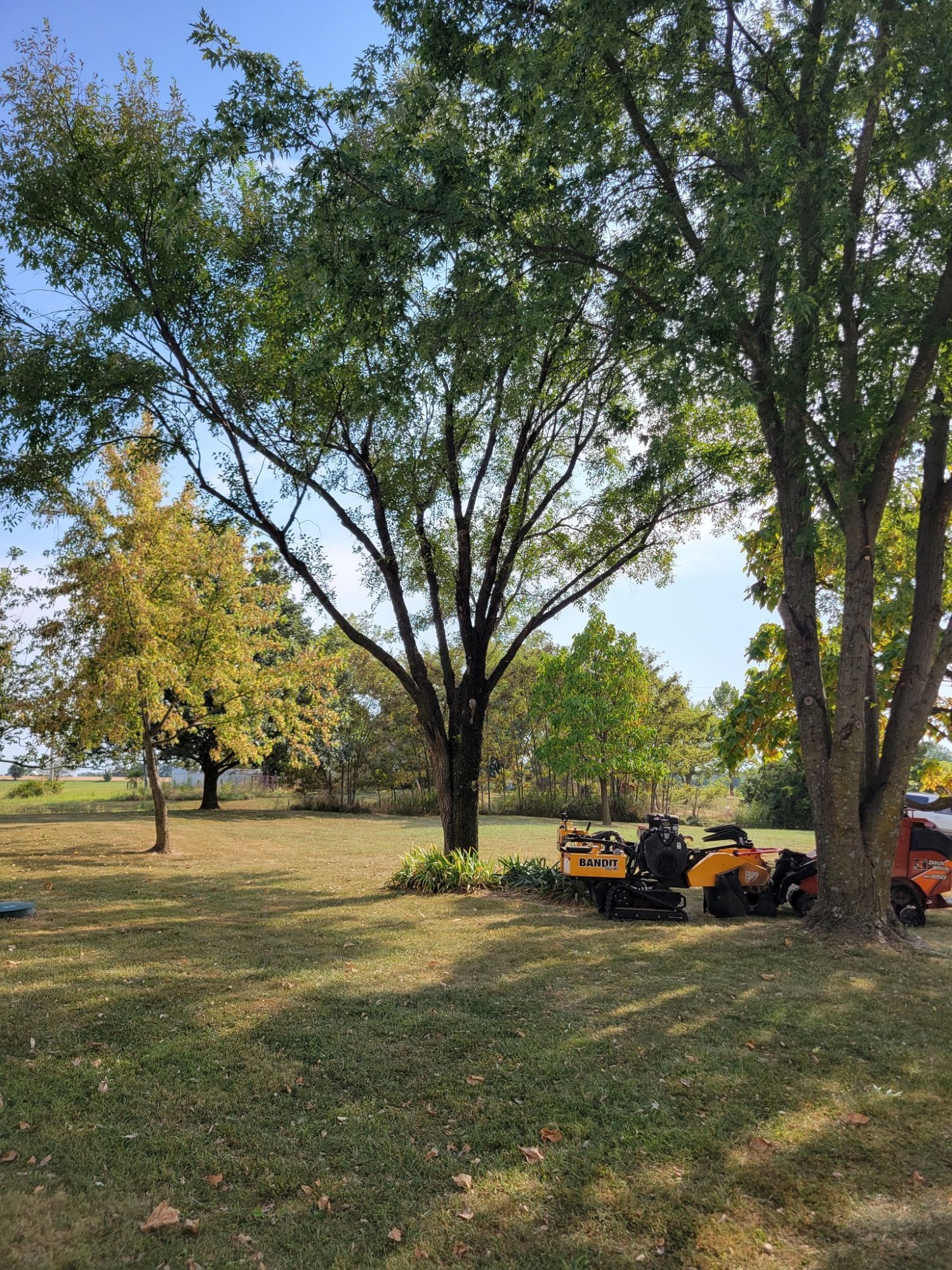 Sunny park with tall trees and two orange lawn mowers on grass