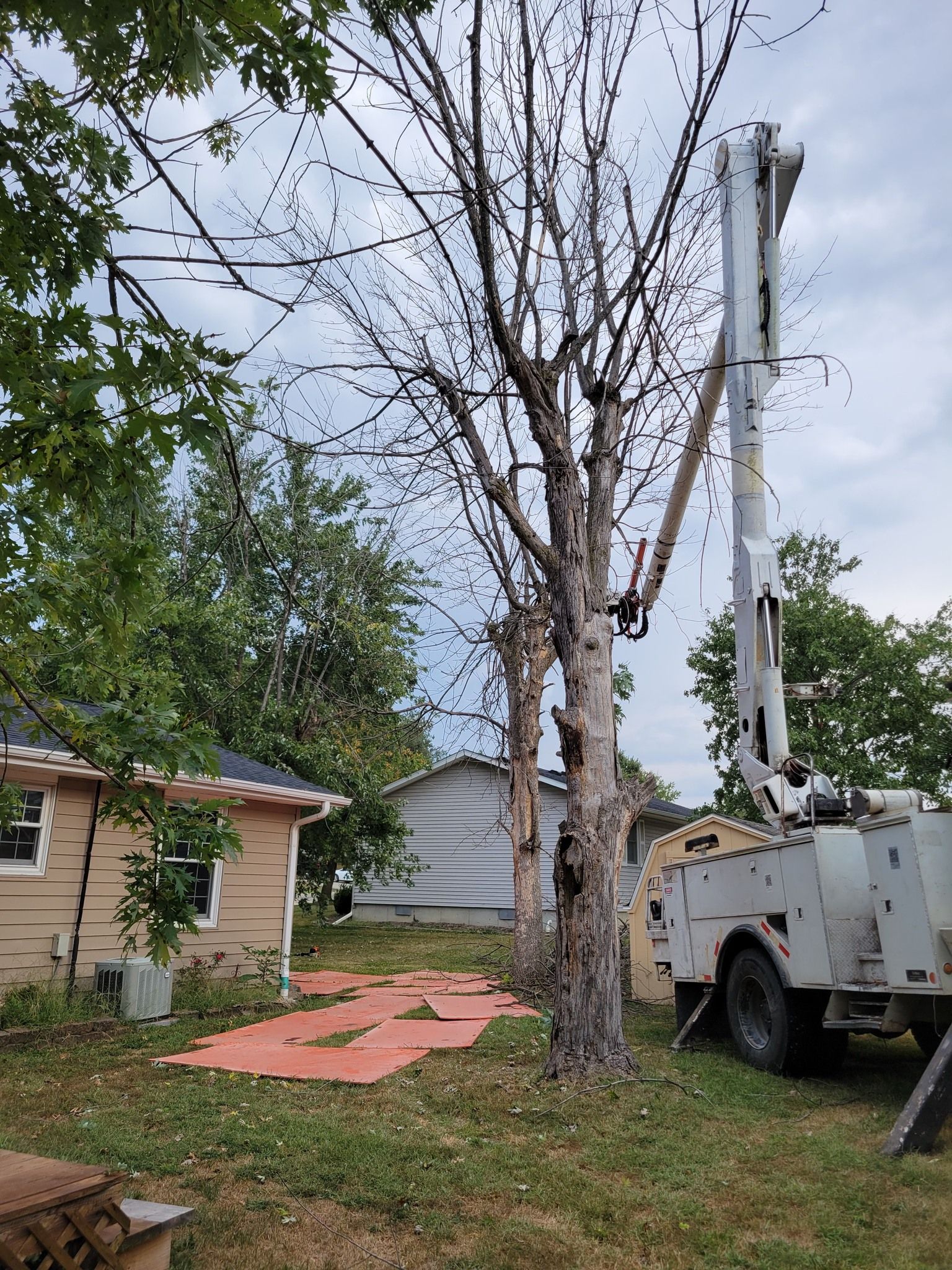 Tree being removed by a bucket truck in a residential yard, with cut logs on the ground.
