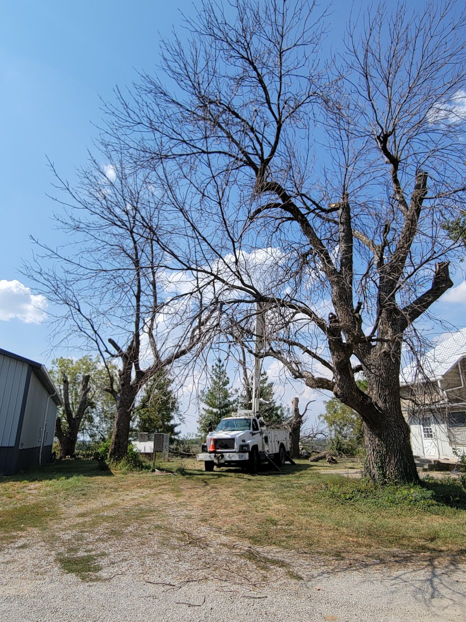 White truck parked by leafless trees in a grassy yard under a blue sky with clouds