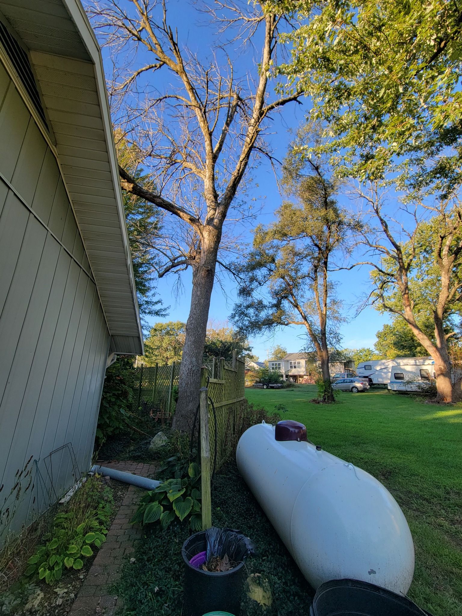 Backyard with a young tree beside a house, a large white tank, and green lawn under a clear blue sky