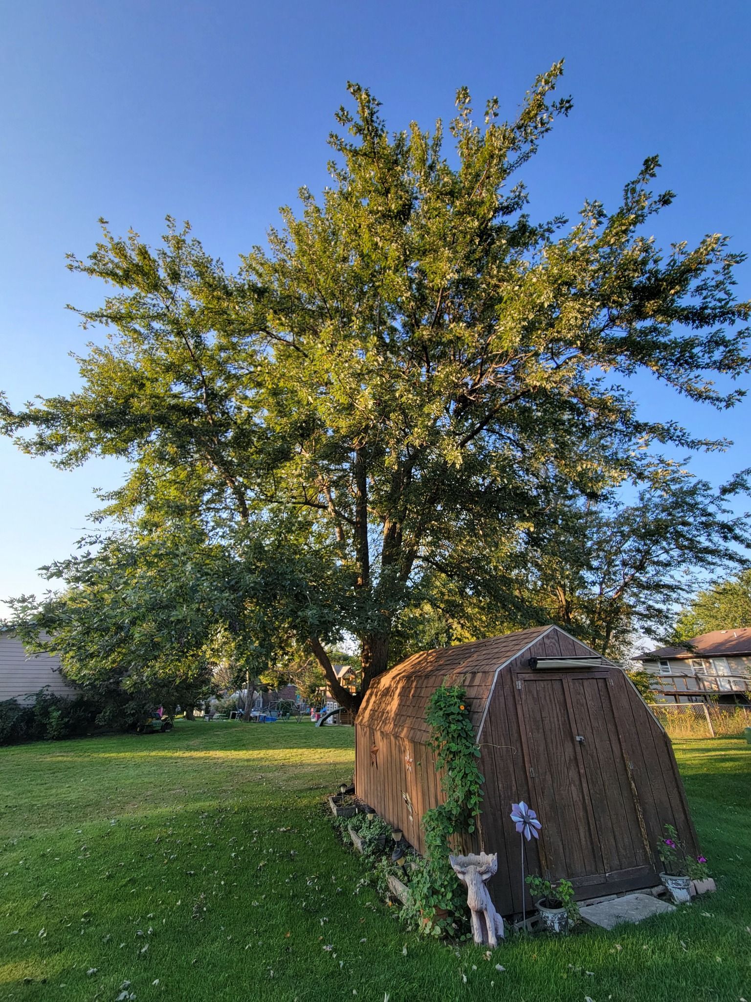 A tree beside a small brown shed in a grassy yard at sunset.