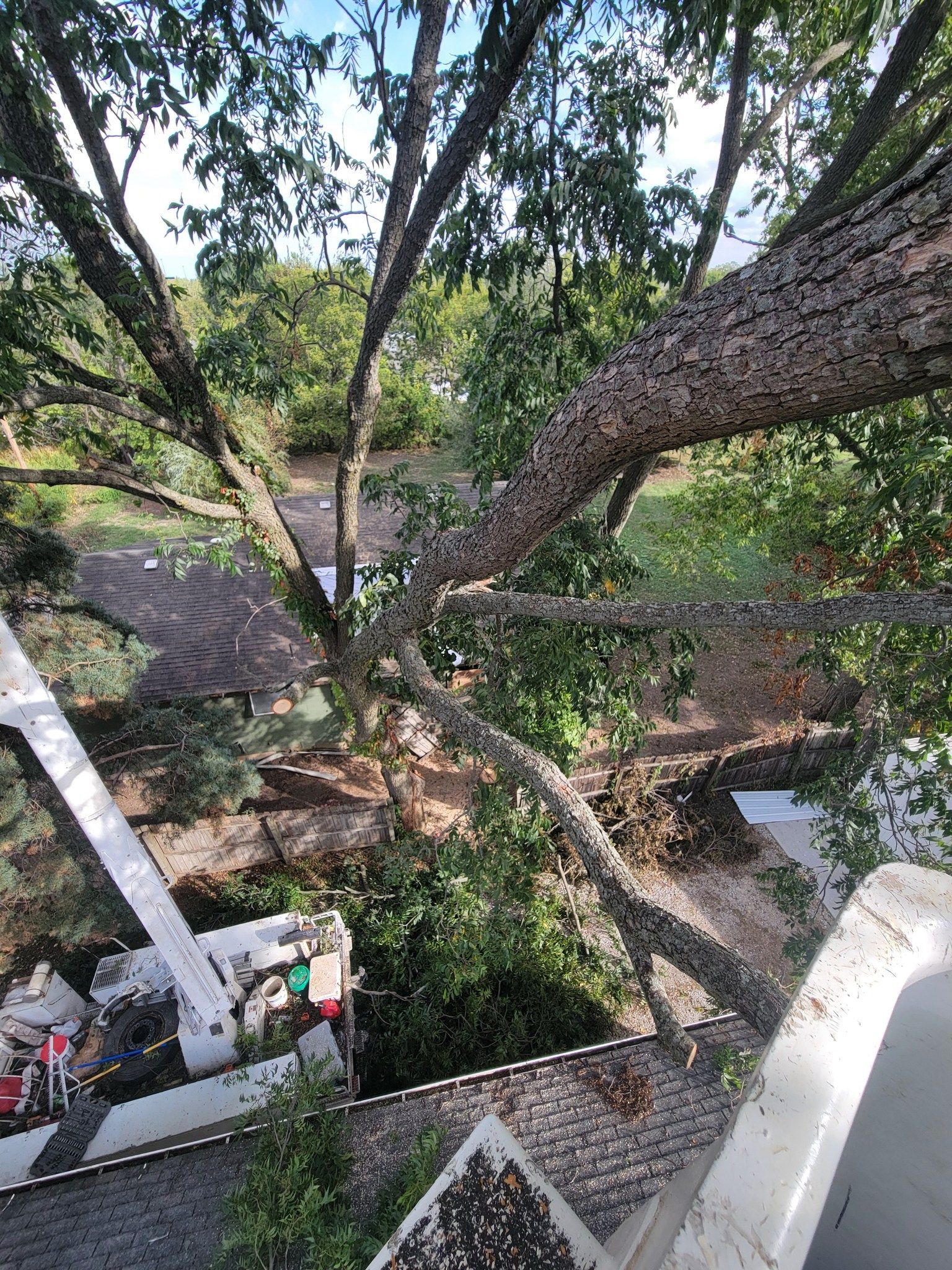Tree canopy and walkway viewed from above, with a large curving trunk over a landscaped outdoor area.