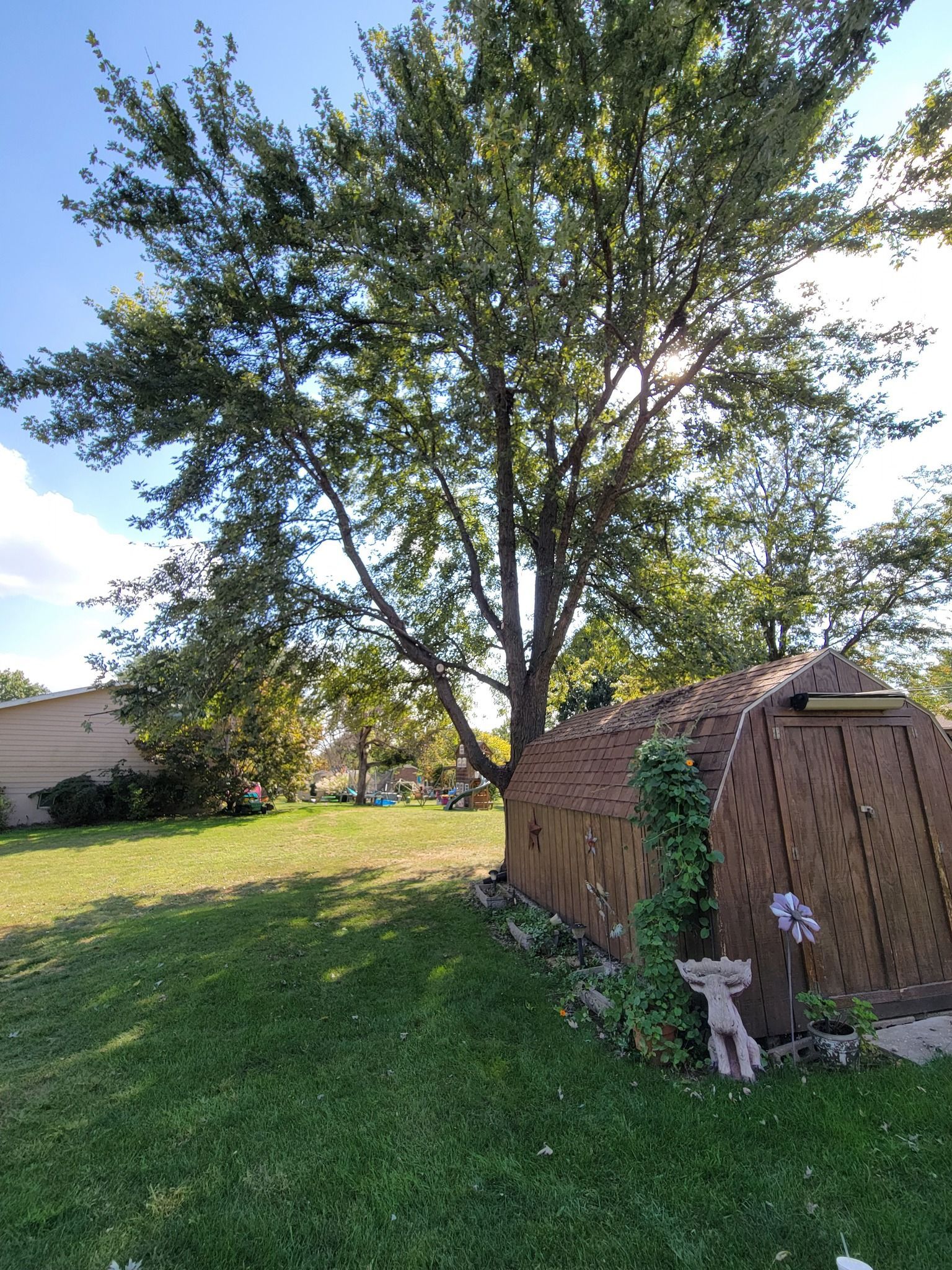 Backyard tree beside a small wooden shed on a grassy lawn in sunlight