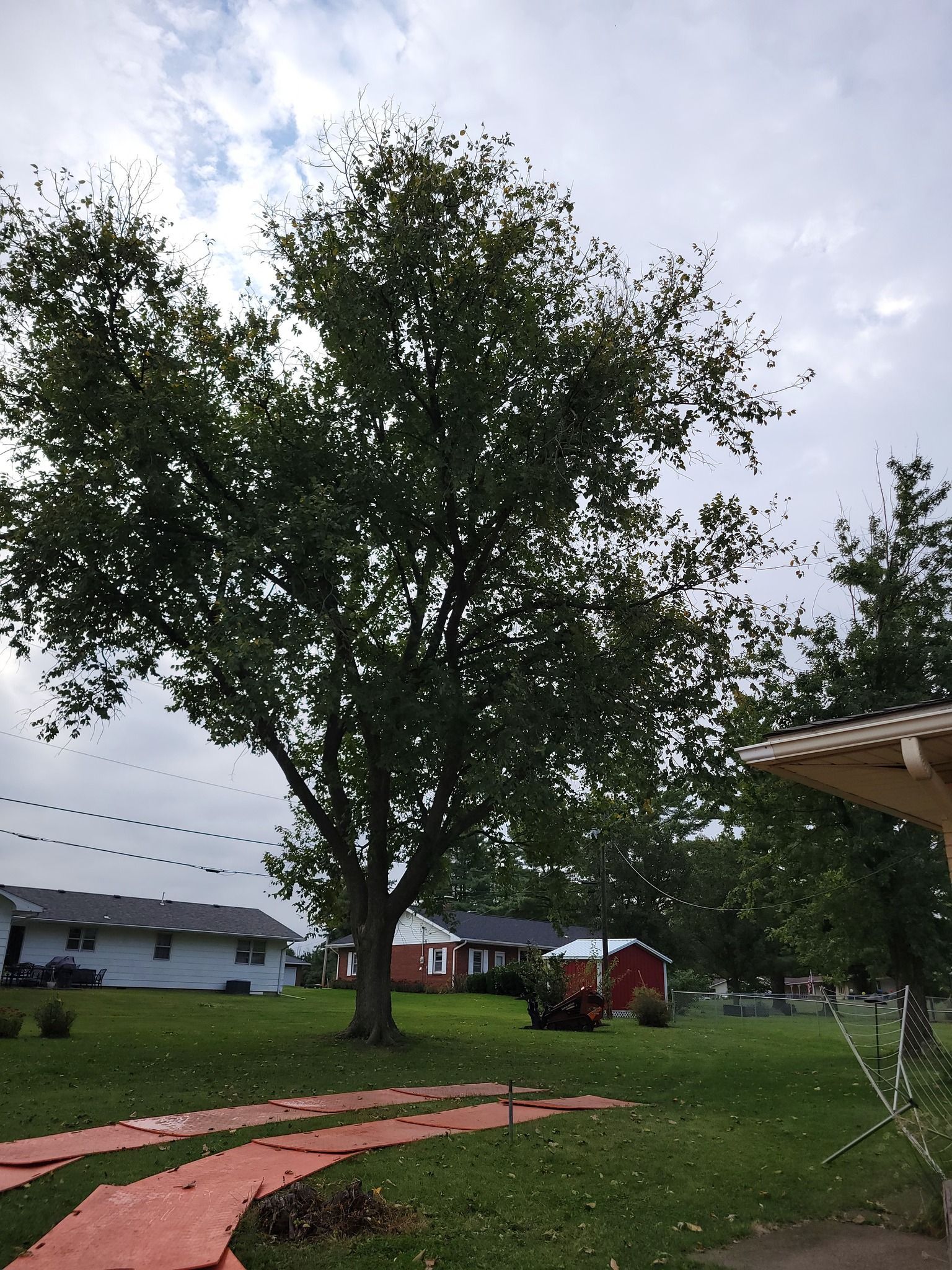 Large leafy tree in a grassy yard with a red brick path, houses, and a cloudy sky.