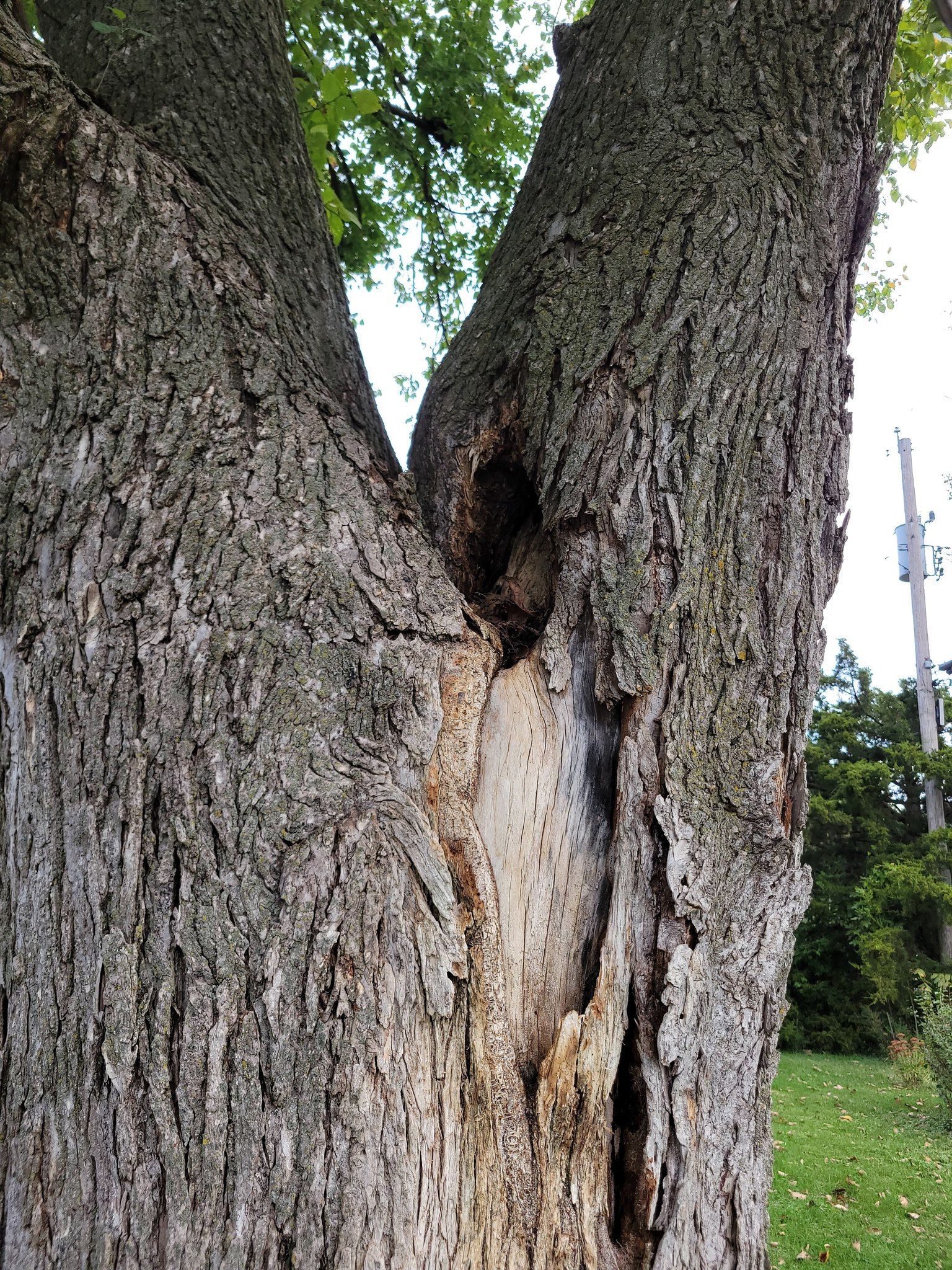 Close-up of a split tree trunk with a hollowed, damaged center in a grassy yard.