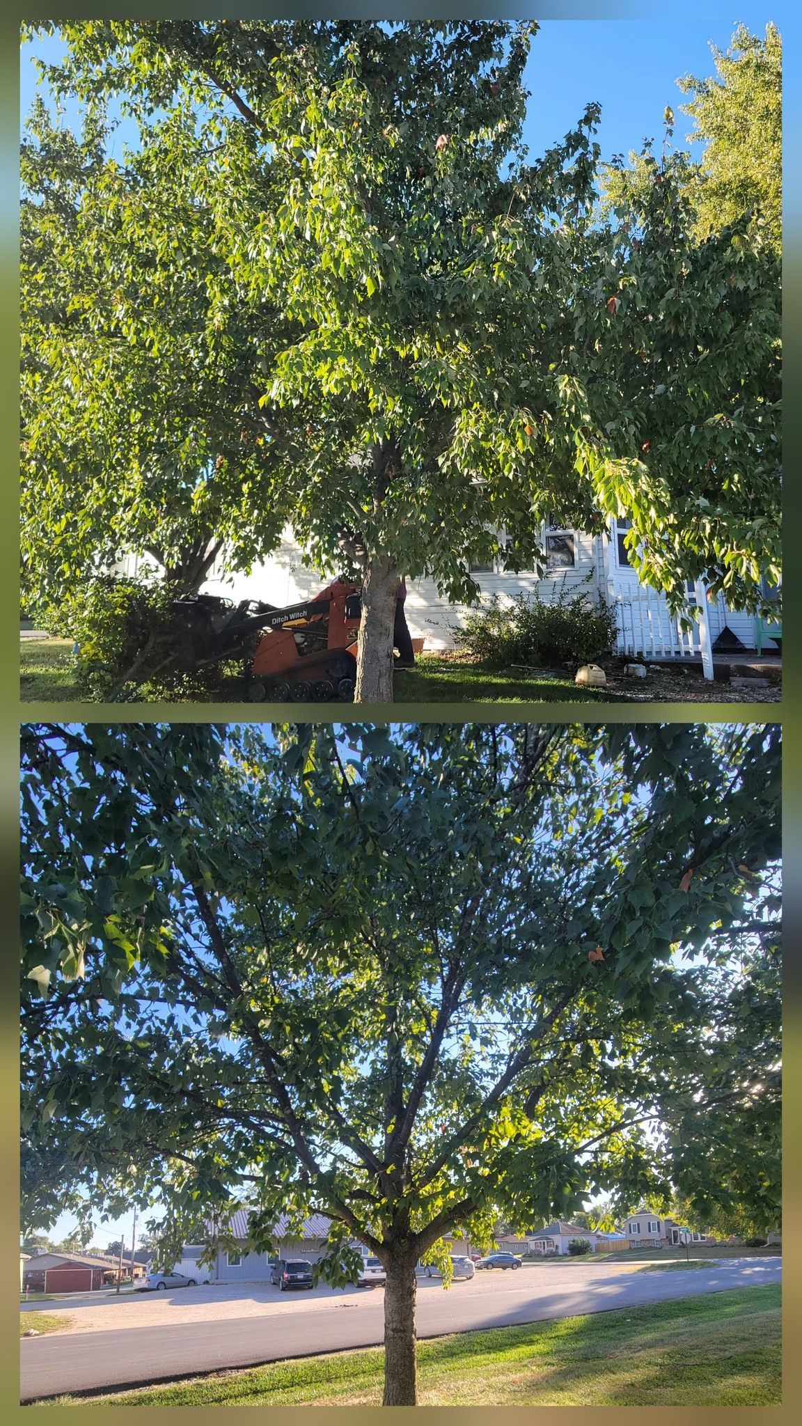Two views of a leafy green tree by a street in daylight.