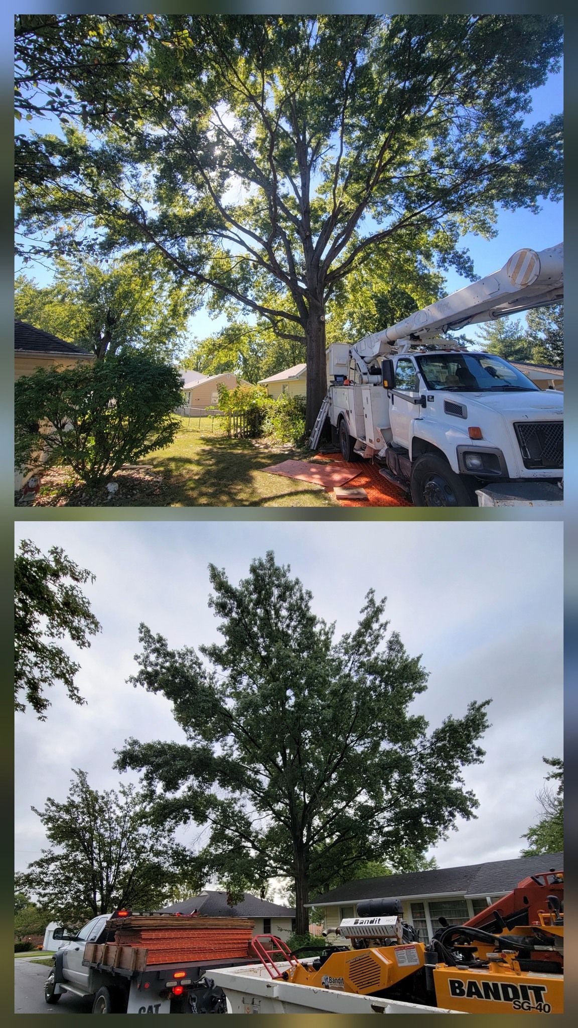 Two photos of a large tree in a yard with trucks and work equipment beneath it, in sunny and cloudy weather.