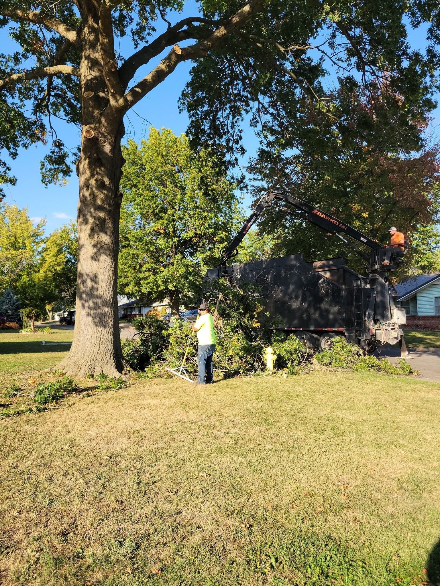 Worker trimming branches beside a large tree in a sunny yard, with fallen limbs on the grass.