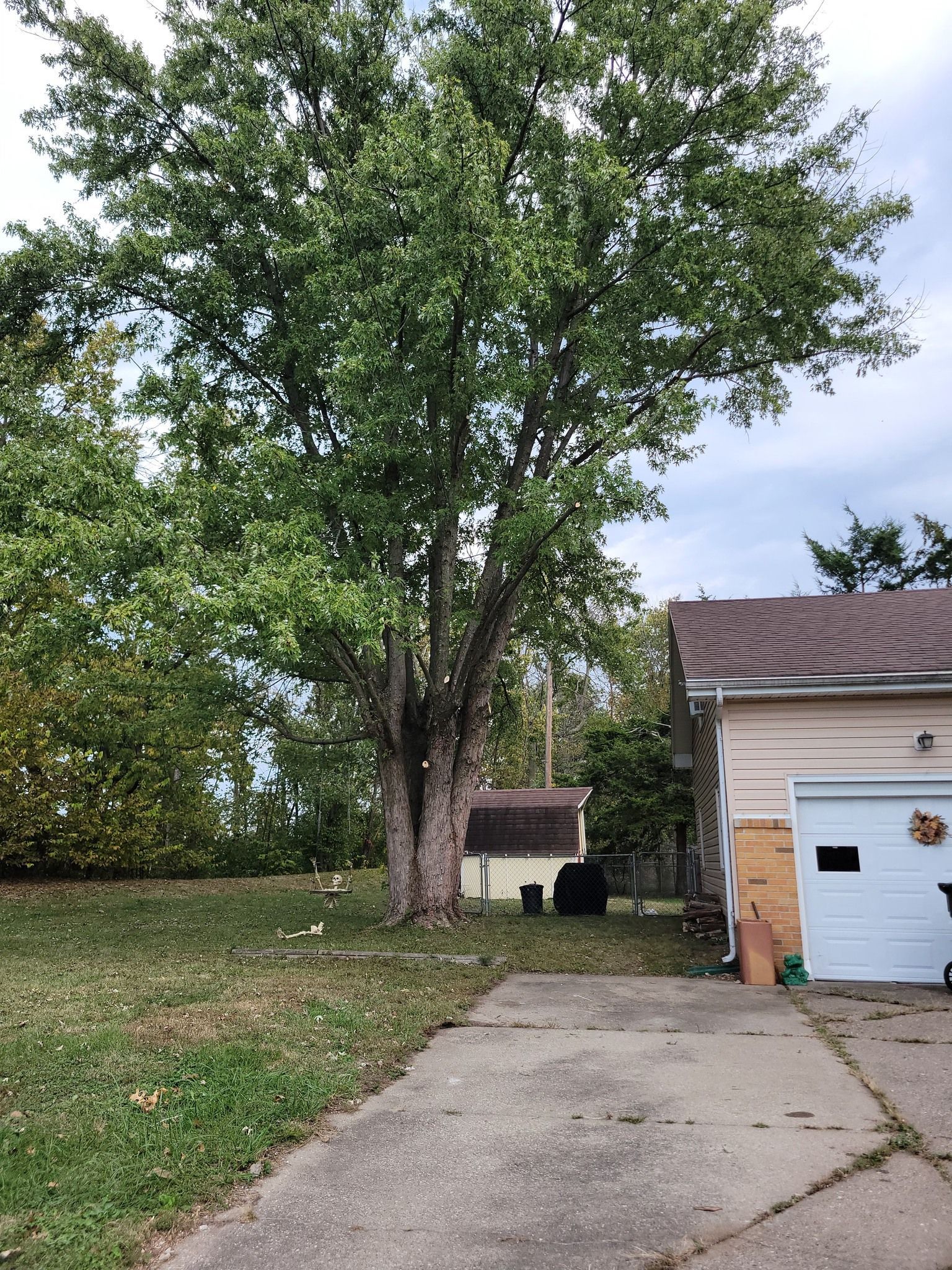 A large tree beside a driveway next to a garage in a suburban yard.