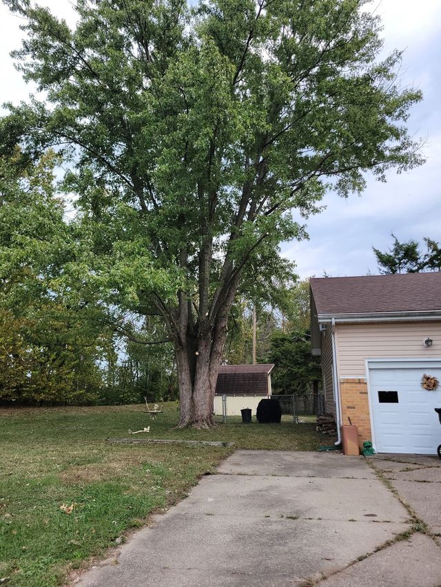 Large tree beside a driveway and garage in a suburban yard, with fallen leaves on the lawn.