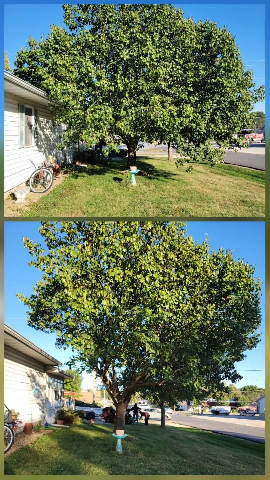 Two photos of a large leafy tree beside a house on a sunny lawn.