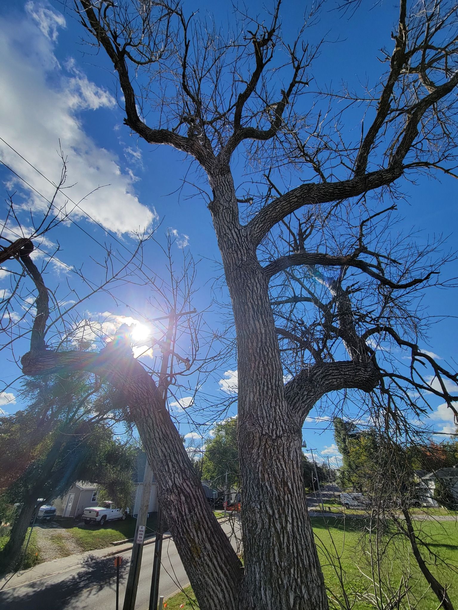 Bare trees in a sunny park, with blue sky, clouds, and a leaning trunk in the foreground