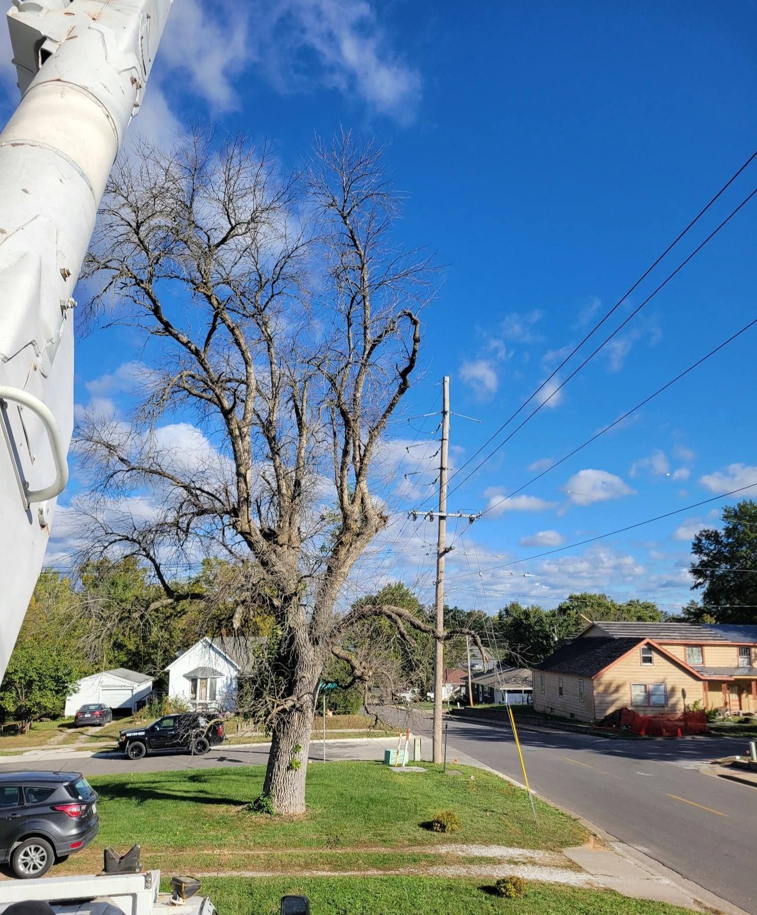 Residential street with a large leafless tree, blue sky, houses, and parked cars on a sunny day