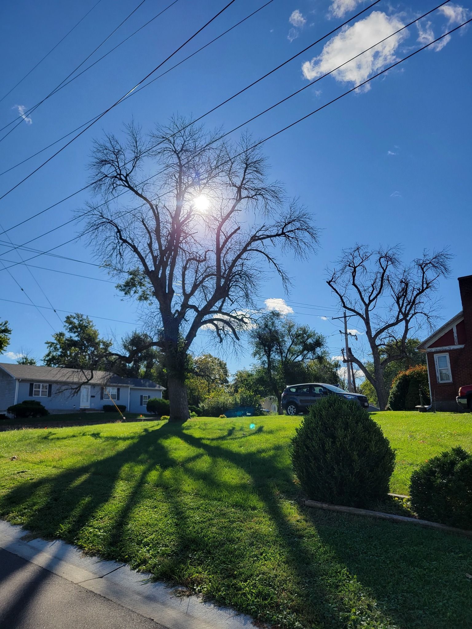 Sunny suburban street with a leafless tree casting long shadows over green lawns and houses
