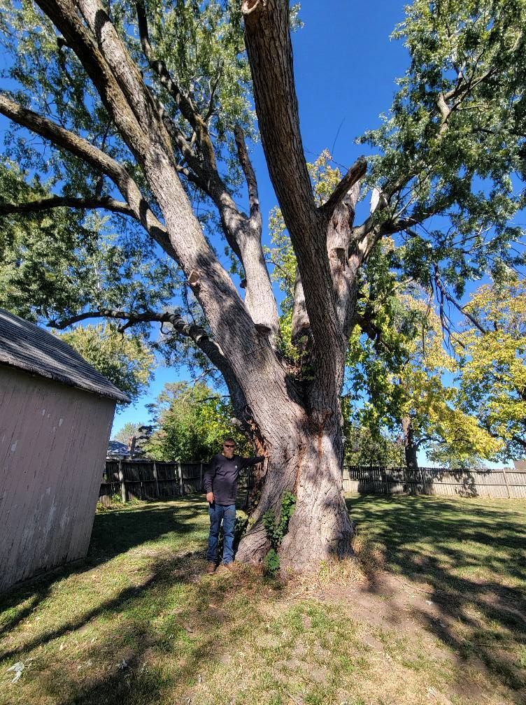 Large tree in a sunny yard beside a building, with a person standing near the trunk.