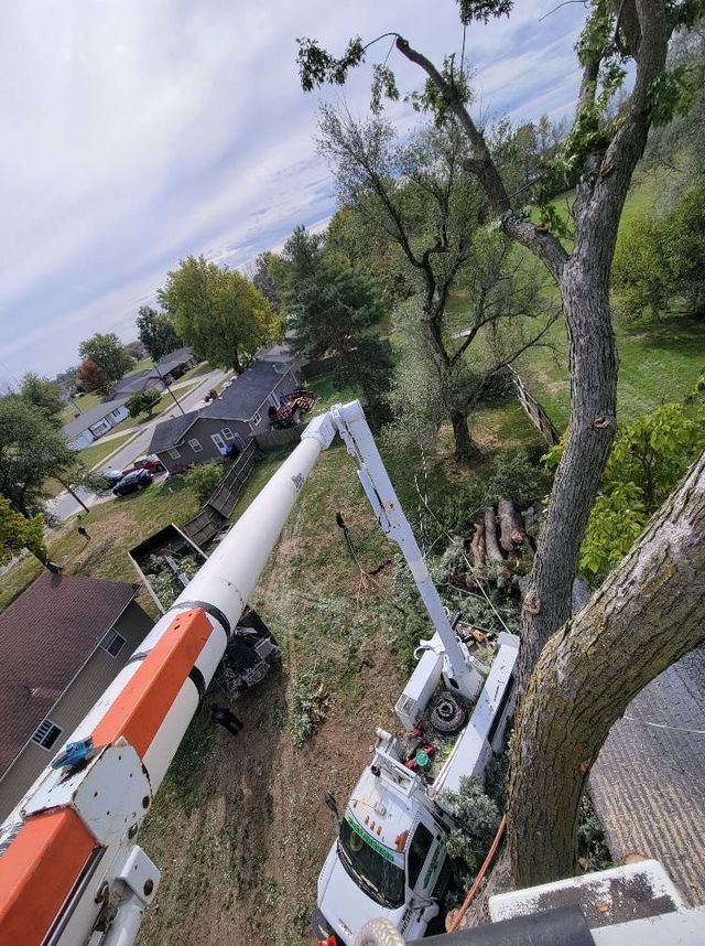 Tree-trimming bucket truck pruning a tall tree in a suburban yard, with a road and houses in the background