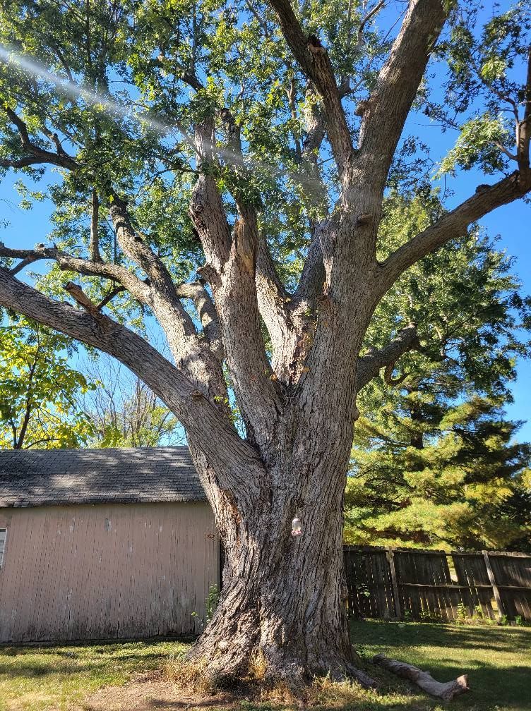 Large leafy tree in a yard beside a shed, with a wooden fence and blue sky behind it.
