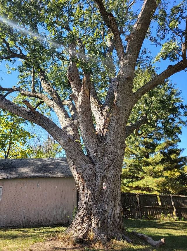 Large leafy tree in a backyard beside a beige shed and wooden fence under a blue sky