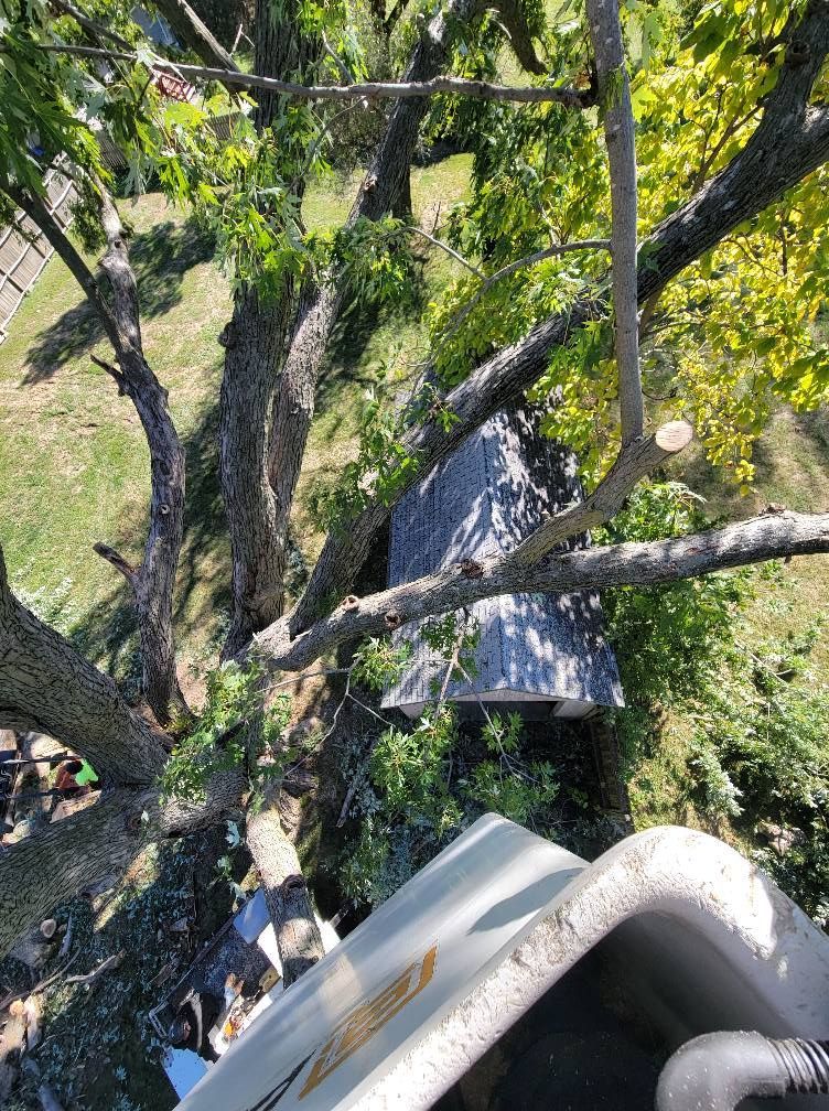 Tree branches over a sloped roof beside a house, with green leaves and a white curved railing below.