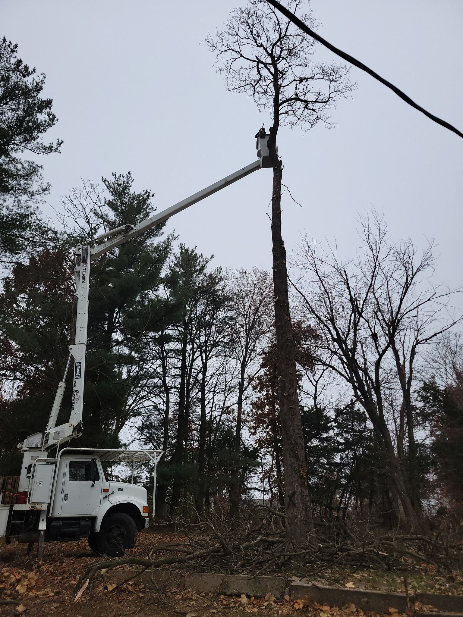 Utility truck trimming a tall tree beside a wooded roadside