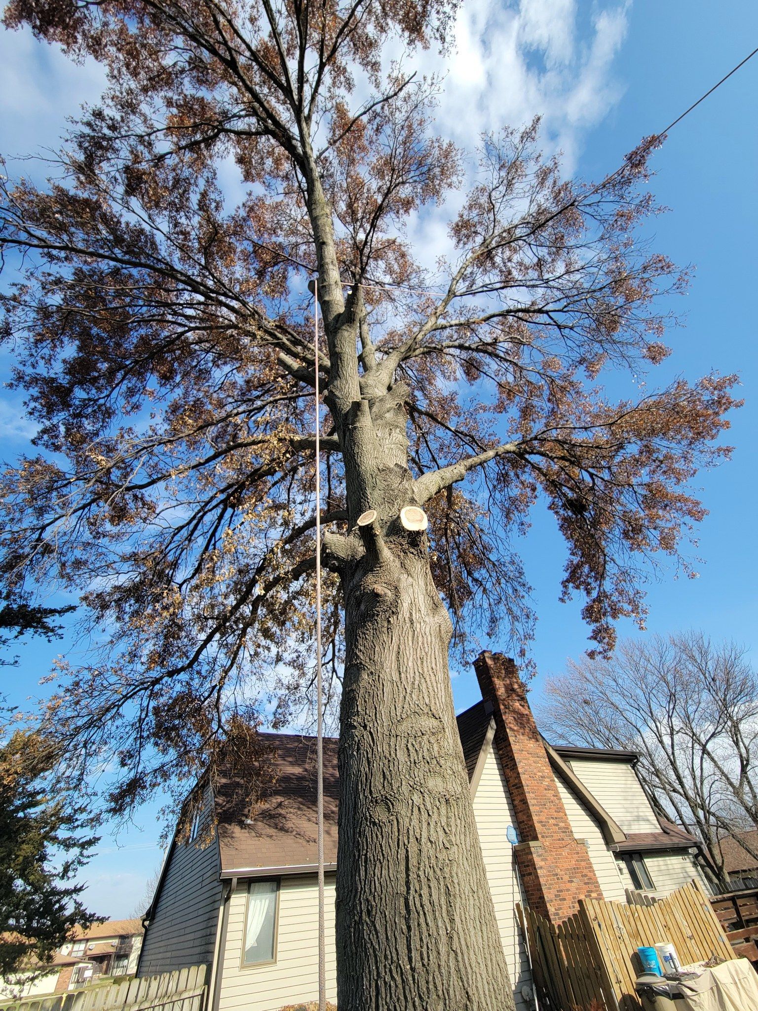 Tall tree with bare branches beside a brick house under a blue sky