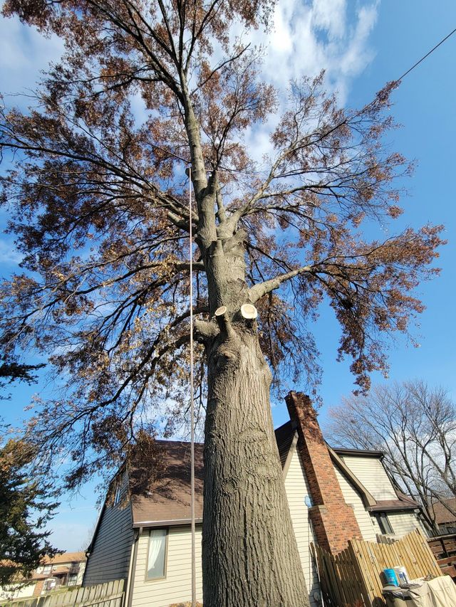 Tall tree with bare branches beside a brick house under a blue sky