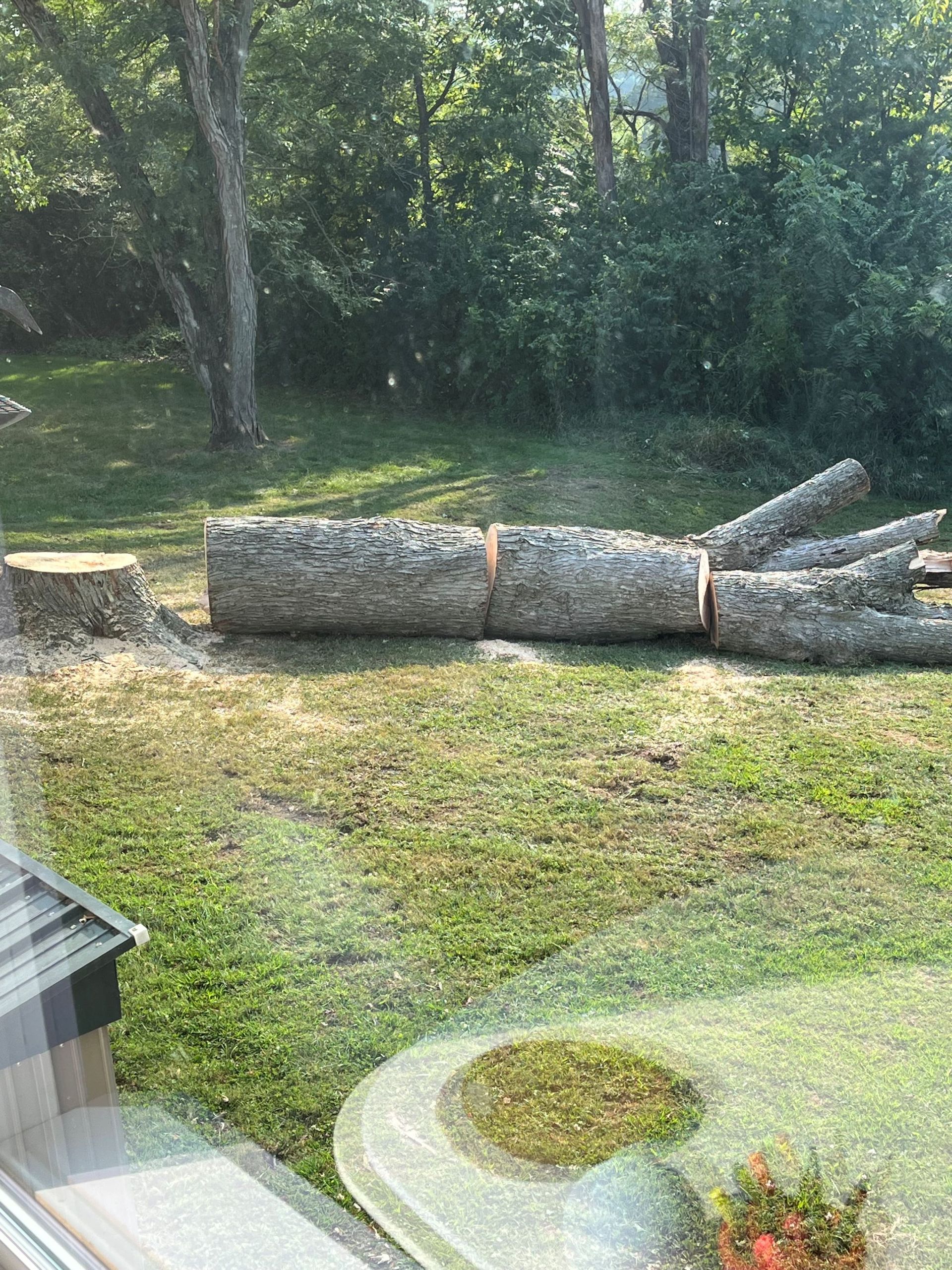 Felled tree trunk lying in a grassy yard beside a wooded area