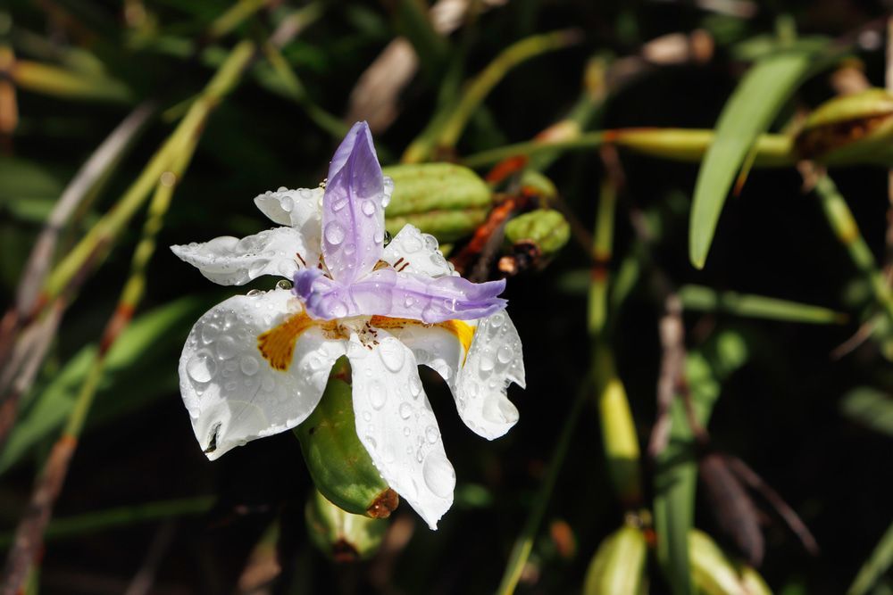 Natural white and purple Irish flower can be found at Fitzroy Inn Gardens — Alarm Monitoring in Mittagong, NSW