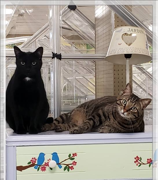 Pet Cat Boarding Near South Bend, IN