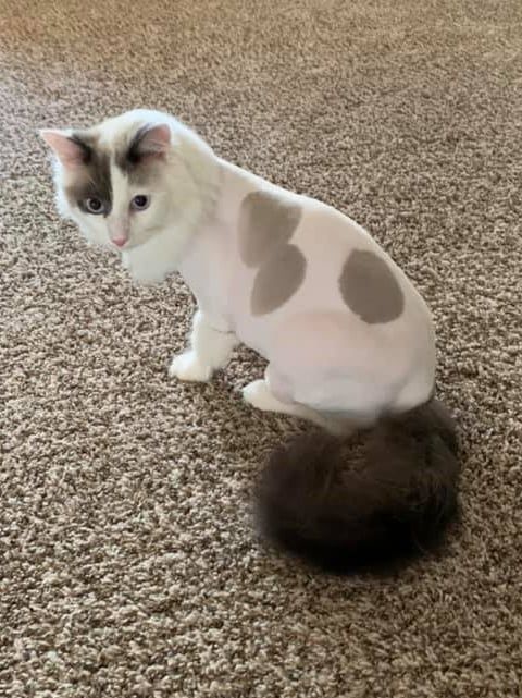 Fluffy Cat — Niles, MI — The Cat's Meow