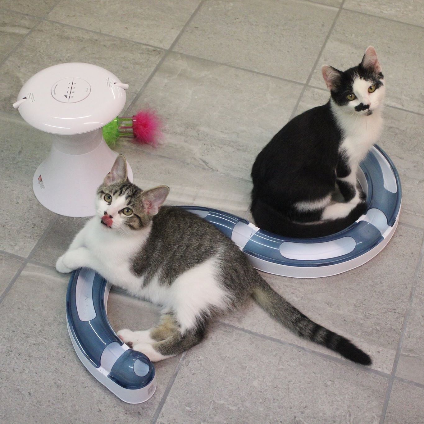 Kitty Playing Around — Niles, MI — The Cat's Meow