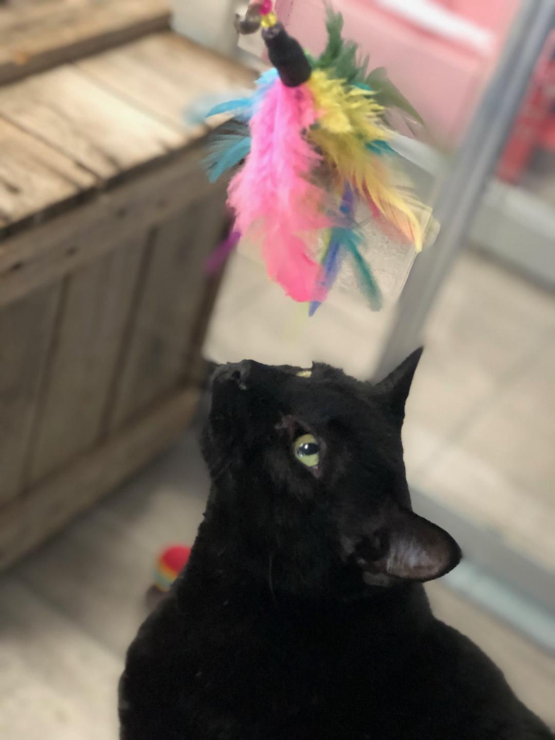 Yellow Cat Walking — Niles, MI — The Cat's Meow