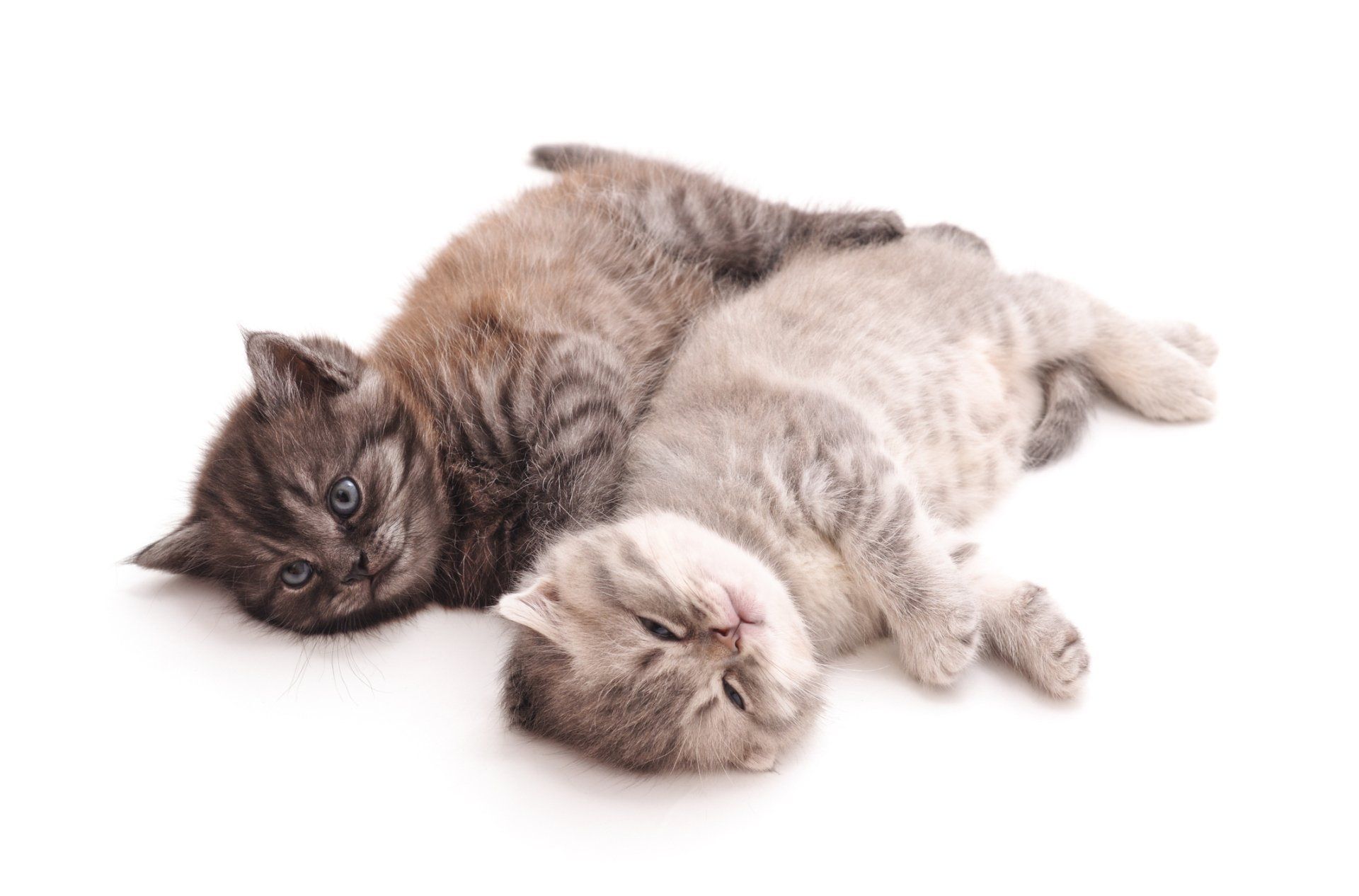 Two Kittens Hugging — Niles, MI — The Cat's Meow Two Kittens Hugging — Niles, MI — The Cat's Meow