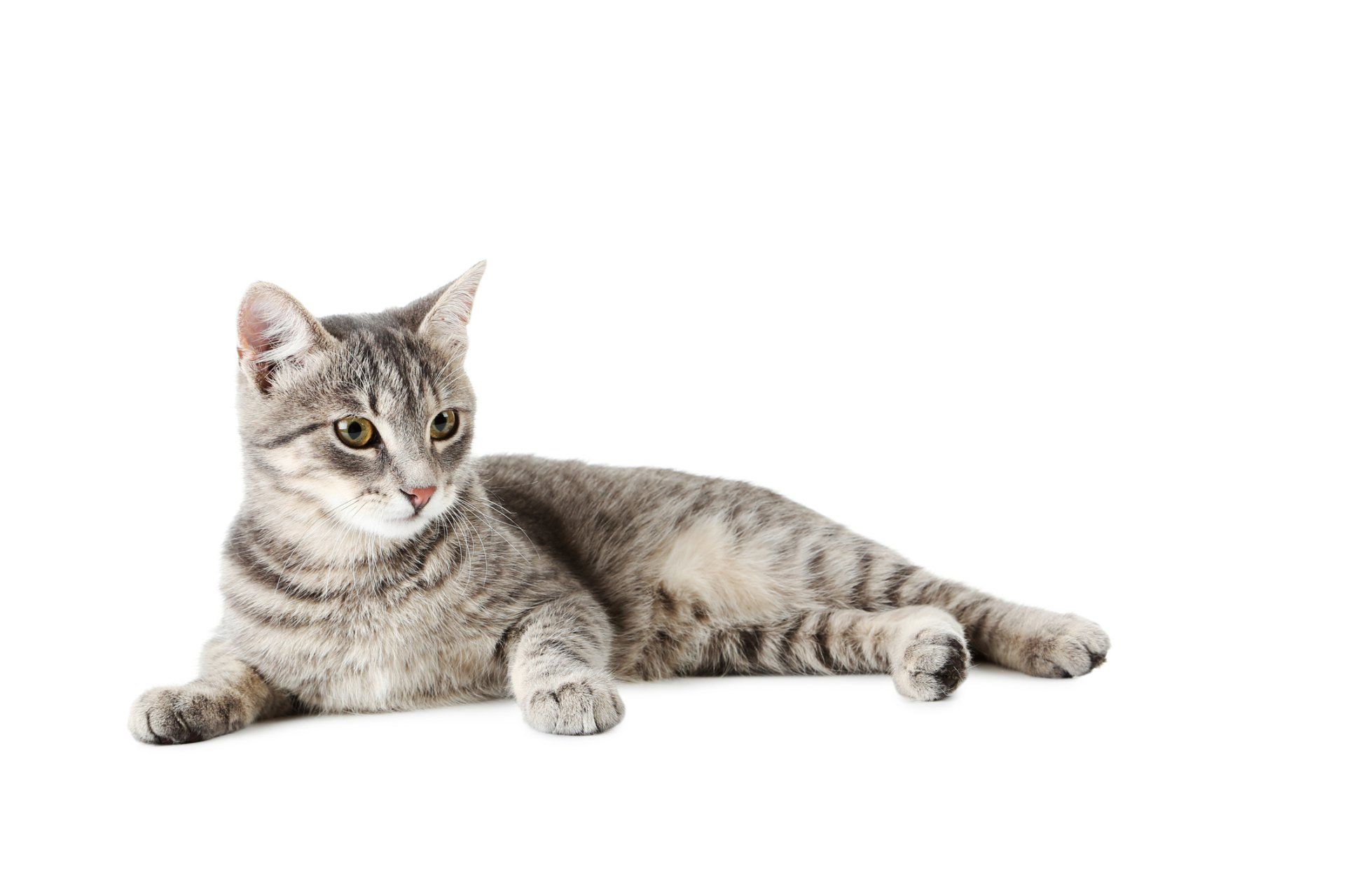 Beautiful Grey Cat Isolated — Niles, MI — The Cat's Meow Beautiful Grey Cat Isolated — Niles, MI — The Cat's Meow