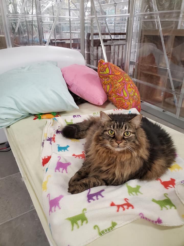 Fluffy Cat Laying On Bed — Niles, MI — The Cat's Meow Fluffy Cat Laying On Bed — Niles, MI — The Cat's Meow