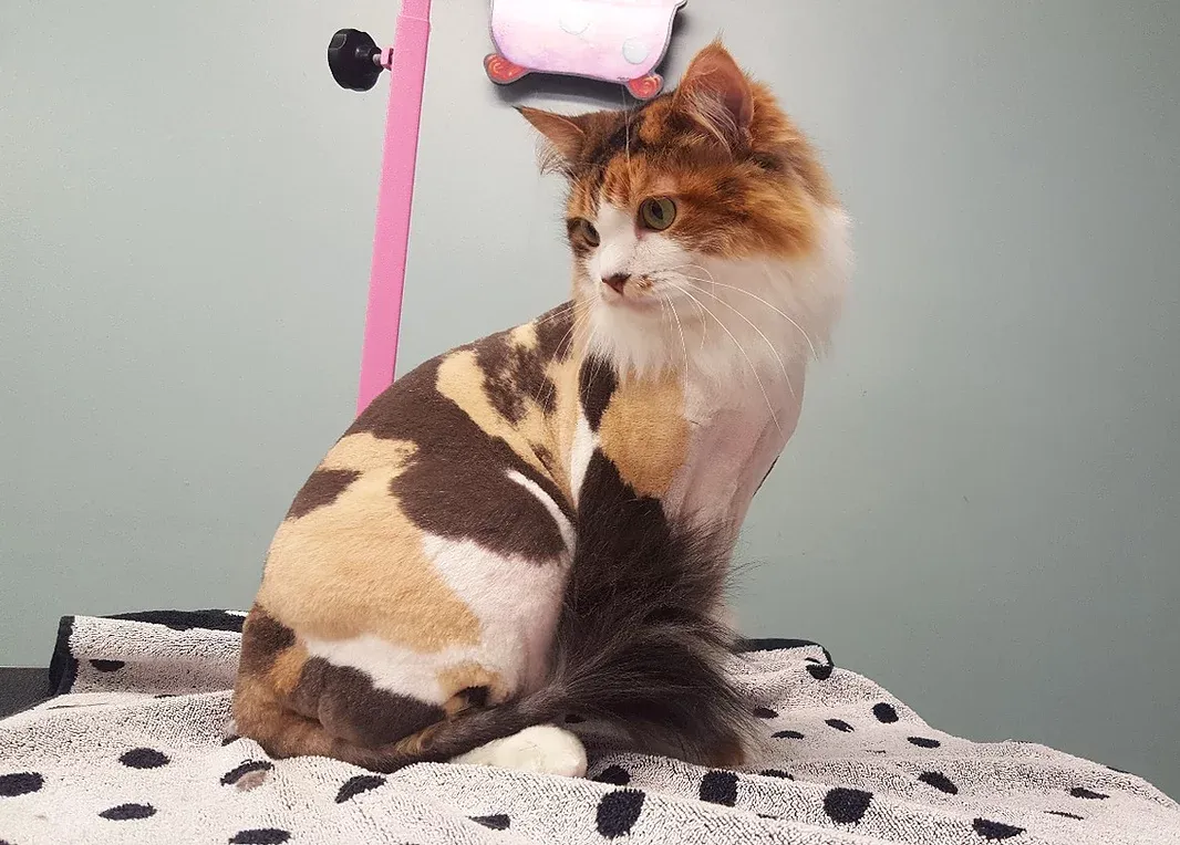 Cute Cat Shaved — Niles, MI — The Cat's Meow Cute Cat Shaved — Niles, MI — The Cat's Meow